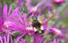 Hemaris fuciformis